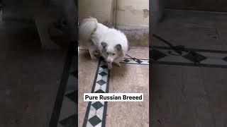 Russian Breed | Russian Long cat | The Beautyfull pet