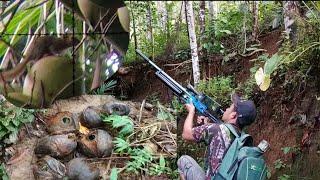 pertama berburu bajing di pulau jawa// sniper sobo alas