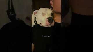 Pitbull Puppy Rescue A Love Story ️ Wholesome Dogs #shorts #cutedogs #puppy