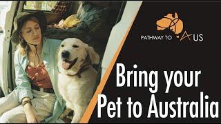 How to Bring your Dog or Cat to Australia - Process, Costs and Timeline