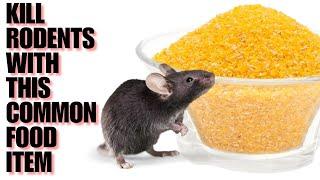 Kill Rodents Fast With A Common Kitchen Item | Rats & Mice Gone Forever