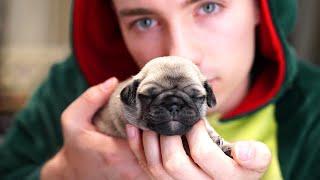 Die HUNDE WELPEN sind DA! | Welpen Vlog #1