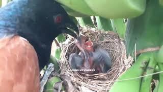 Chick predation　雛鳥捕食