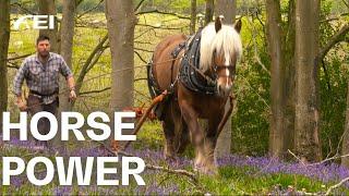Back to the roots! Horses instead of heavy machines -  Logging horses and their work| RIDE