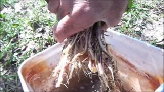 Sweet Potatoes - Step by Step Guide to Planting