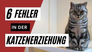 6 Fehler in der Katzenerziehung  - diese Fehler solltest du vermeiden ️