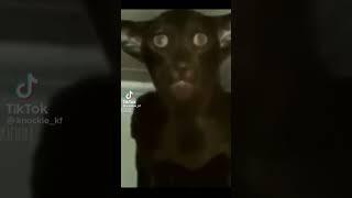 #tiktok #comedy #shorts #funny #animal #cat #fart #juicycat