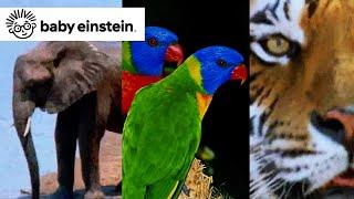 World Animals | Baby Einstein Classics | Learning Show for Toddlers | Kids Cartoons and Music