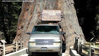 Chandelier Tree - Drive Thru Tree Park, Leggett, California