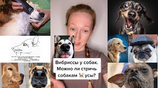 Вибриссы у собак. Можно ли стричь собакам усы.