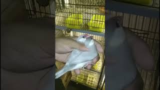 java finch breeding tips tamil #shortviral #viral #shorts