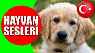 Hayvanlar ve Hayvan Sesleri - Çocuklar ve Bebekler için Türkçe Okul Öncesi Eğitici Video