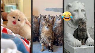 Funny Cats 2025  Will Cheer you Up  #magicmewtv Episode 7610