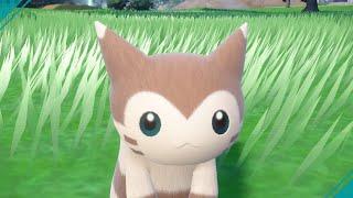 Furret is back!