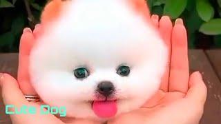 Cute dog