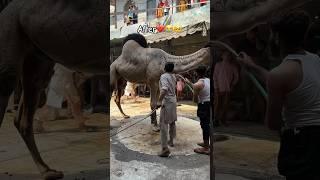 Camel Qurbani #bakraeidspecial #qurbani2k24 #trending #viralvideo #likesharesubscribe