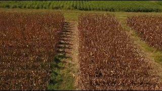 Ranger Nick: Cover Crops Play Strategic Role