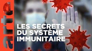 Le système immunitaire, un puissant gardien | ARTE