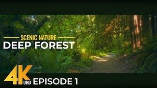 4K In the Forest - Episode 1- Immersive Wild Nature with Authentic Sounds (Anamorphic, Cinematic)