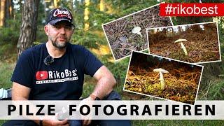 Pilze fotografieren im Wald - Tipps zur richtigen Belichtung beim Fotografieren im Wald