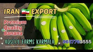 Banana Export To Iran | Premium Quality Banana | Adsool Farms Karmala 9657766555 | Guide Ganesh Mane