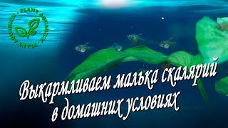 Выкармливаем малька скалярий в домашних условиях