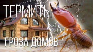 TERMITES: THESE AREN'T ANTS! | Interesting facts about termites and insects