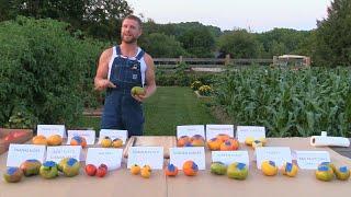 Tomato Tasting (Bicolor, Yellow, Orange, Green, White Slicing Varieties) August 2021