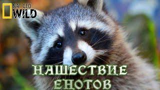 Нашествие енотов. #Документальный фильм. National Geographic 12+