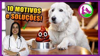 Coprofagia - Como fazer o cachorro parar de comer cocô - Dicas da Vet!