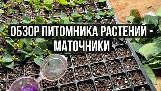 1. Обзор  питомника растений // Маточники