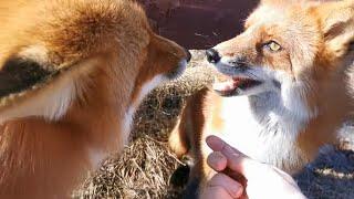 Lisa the Fox and Foxie Fox are funny sisters