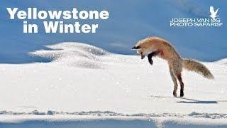 Yellowstone in Winter Photo Tour