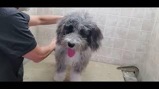 How to groom a Bernedoodle (Bernese/Poodle) Puppy, 1st groom, full transformation, dog grooming