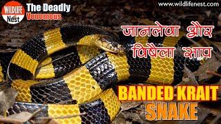 Banded Krait Snake | बैंडेड क्रेट: ऐसा सांप जो पल भर में बना सकता है मौत का कारण!