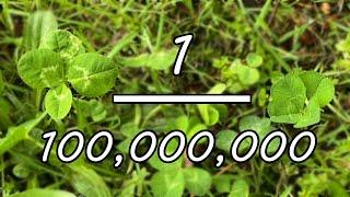 1 in 100,000,000 Plant - 4 Leaf Clovers