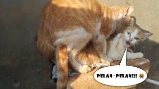 Perawan diperkosa oleh kakek tua sampai berteriak (versi kucing)