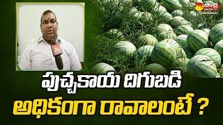 Watermelon Cultivation Practices   Puchakaya Sagu   Watermelon Farming   Sakshi TV Sagubadi