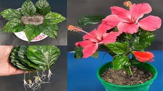Propagate Hibiscus from leaves in sand