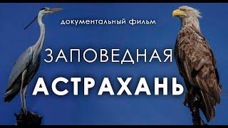 ЗАПОВЕДНАЯ АСТРАХАНЬ - документальный фильм об Астраханском заповеднике в 4К