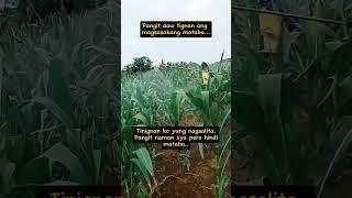 Kayo na humusga. #farmingchallenges #mapanghusga #farming #farmer #keepworking