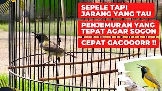 AGAR SOGON CEPAT GACOR SEBAIKNYA JEMUR PAGI / SIANGSIMAK VIDEO INI