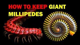 How to keep Giant Millipedes (Weird and Wonderful Pets Episode 6 of 15)