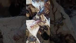 white cricket #cricket#shortsfeed#shortsvideo#shortvideo#animals#food#insect#funny#cricketshorts