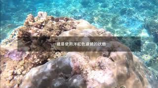 Polarpro Dive Master 潛水大師濾鏡組-洋紅色濾鏡 開箱試拍