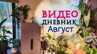 ВИДЕОДНЕВНИК цветовода | Август 2024