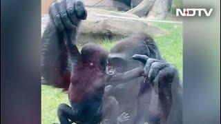 Viral Video: Gorilla Shows Off Baby To Visitors At Zoo In Canada