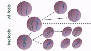 Mitosis and Meiosis