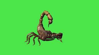 Scorpion  Green Screen Video No Copyright Full HD