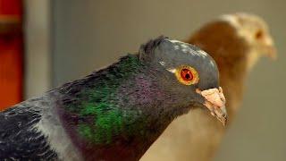 Homing Pigeon: A Bird-brained Idea | Extraordinary Animals | Series 2 | BBC Earth